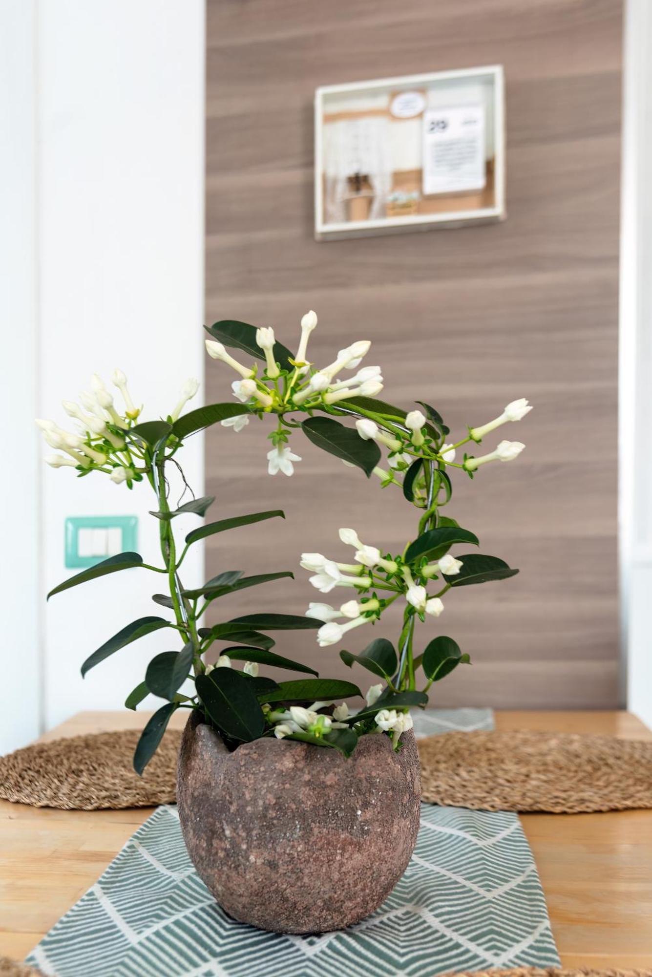 Apartamento Terra Mia In Terrazza Pompeya